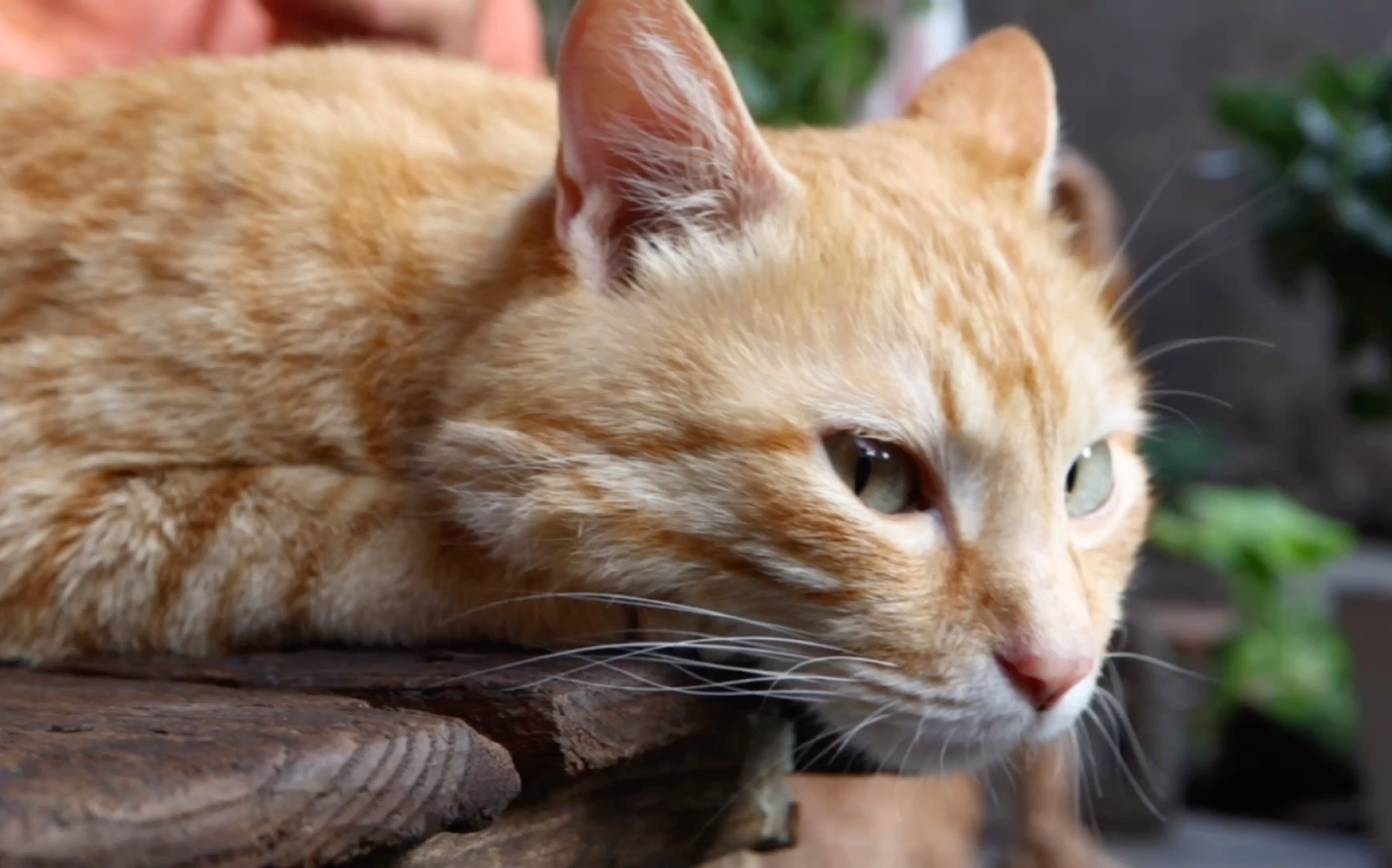 猫咪(小白皮) 傲慢的眼神瞄了一眼～铁线莲～绣球