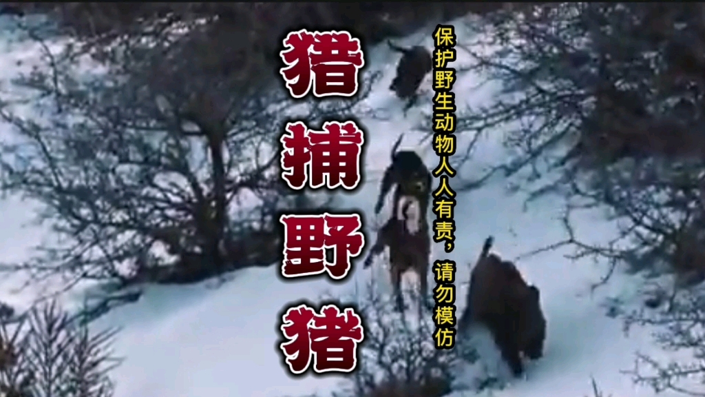 这个猎人不一般,半小时收获六头八百公斤野猪