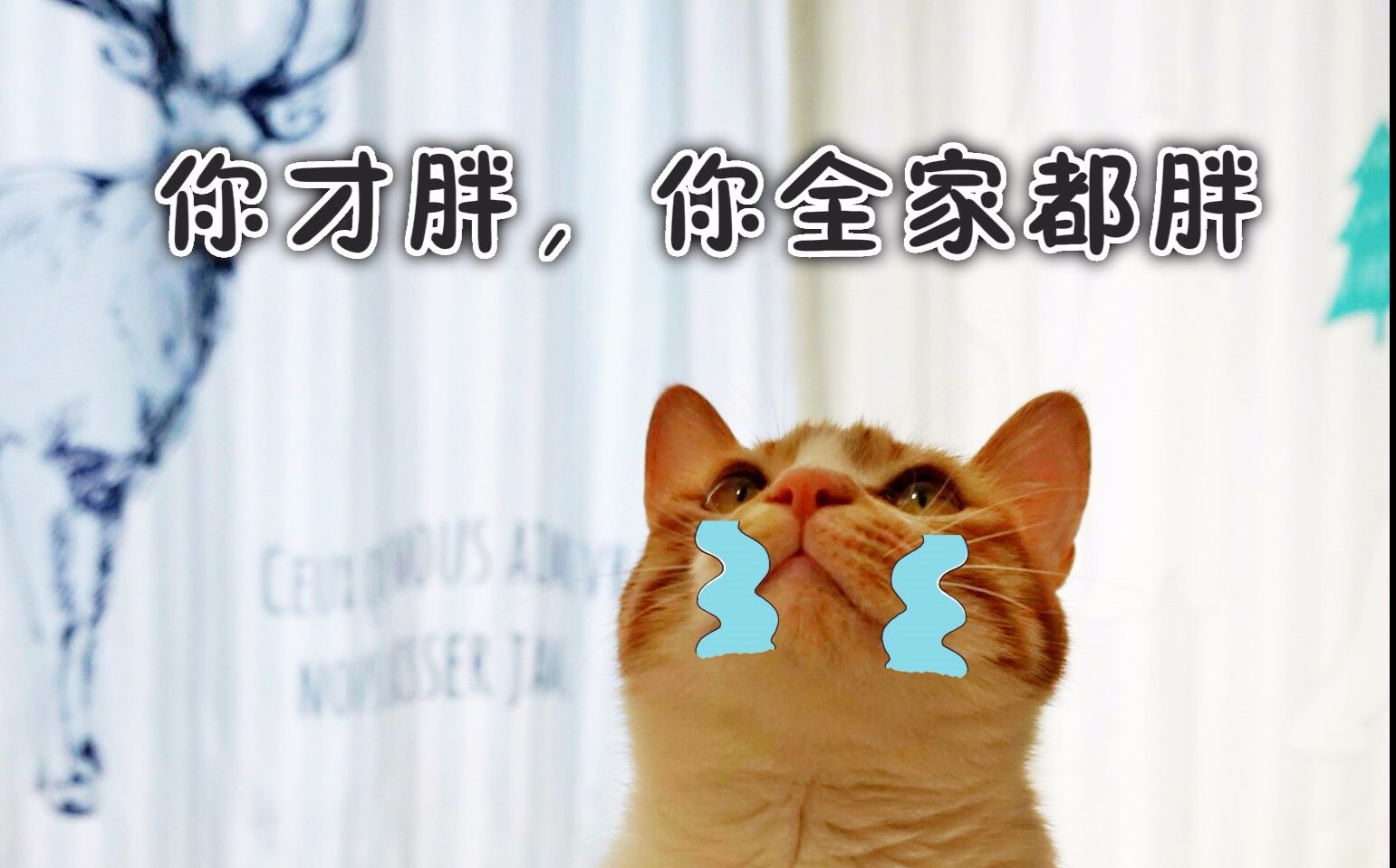 大橘为重橘猫我不胖我只是毛茸茸