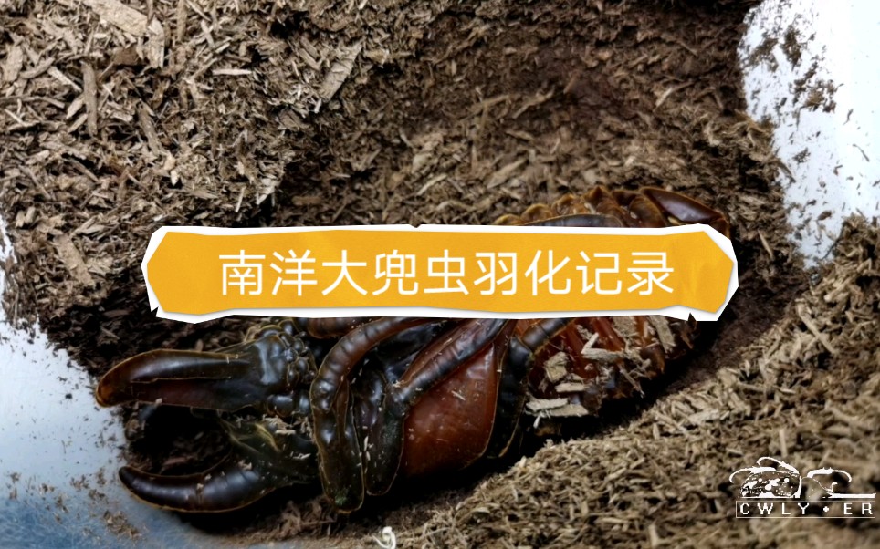 南洋大兜虫羽化记录