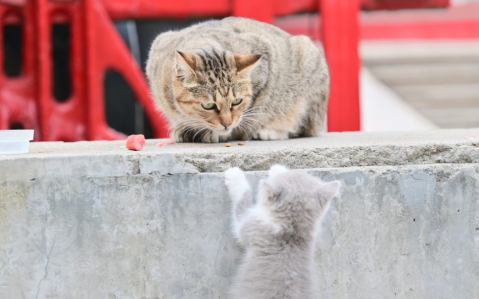 【山东建筑大学】是谁还没见到这只猫猫哔哩哔哩bilibili