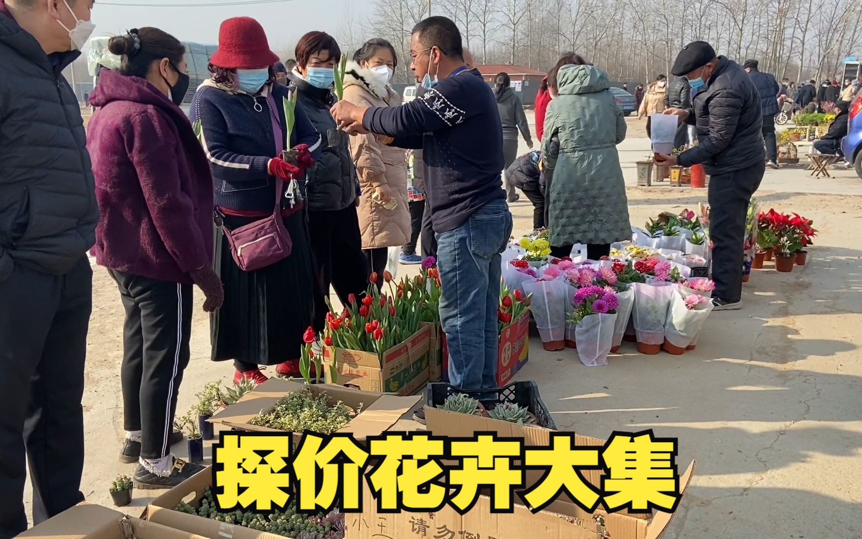 [图]潍坊花卉大集迎春花大量开放，郁金香5块就卖，还有牡丹、芍药