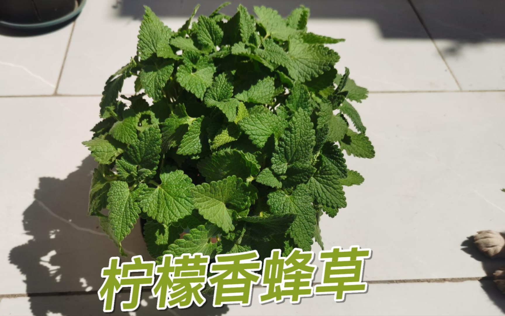长成球的柠檬香蜂草,柠檬薄荷,柠檬香脂