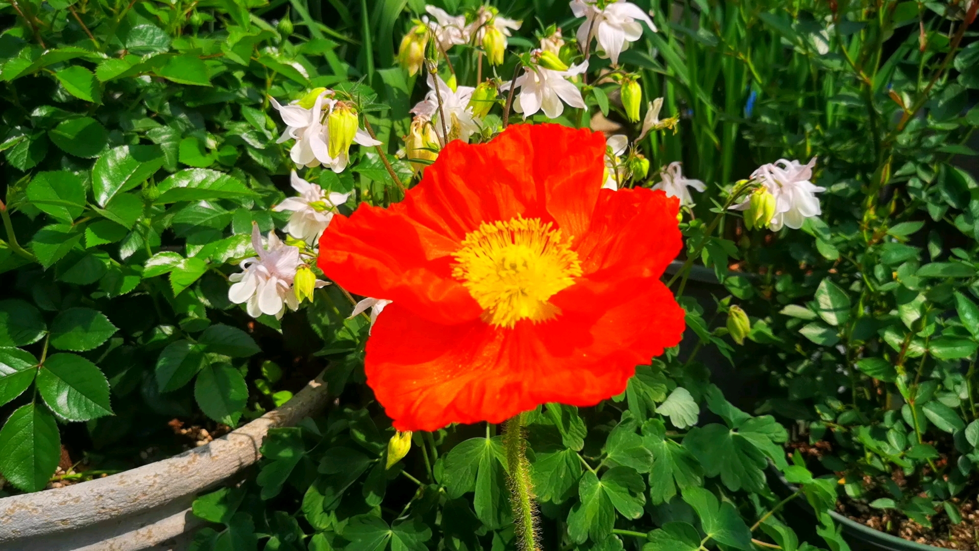 意大利虞美人今年的首花,又大又亮眼