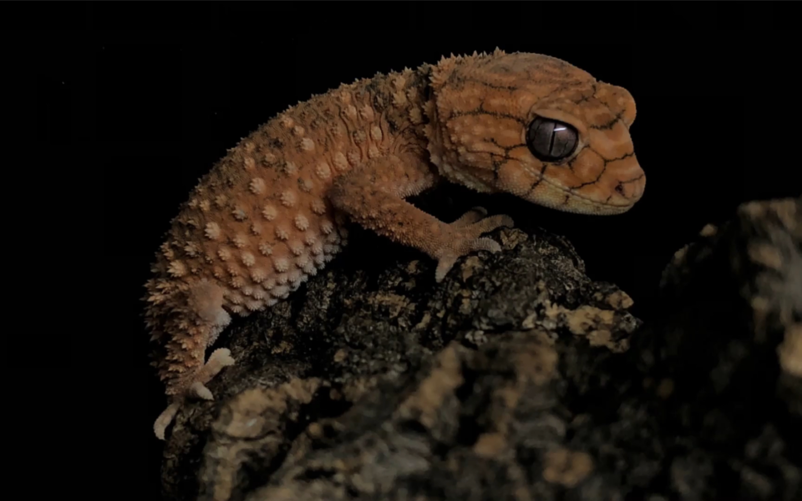 棘皮瘤尾守宫造景欣赏_哔哩哔哩_bilibili