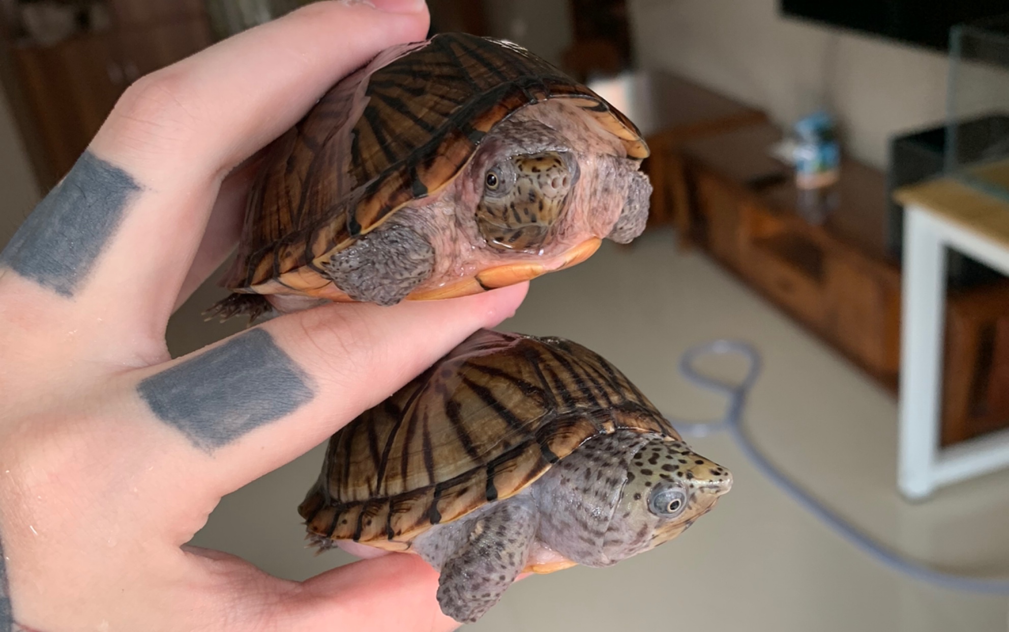 俩只极品巨头蛋龟