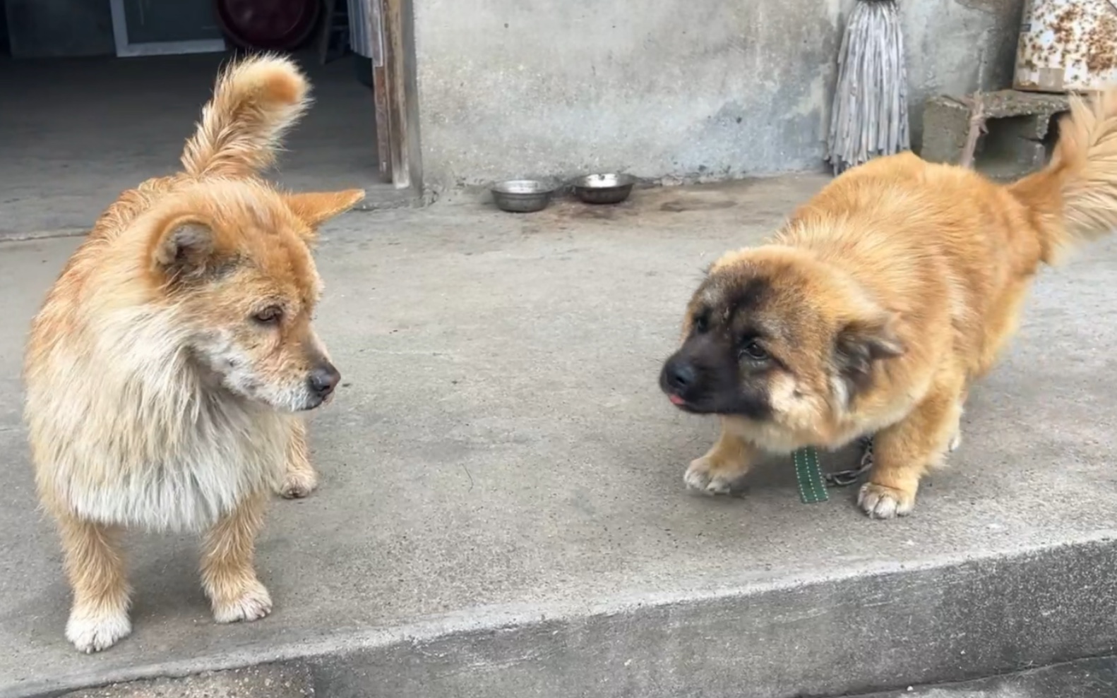 社牛小狗站起来了,推翻小黄的统治,自己成了老大!