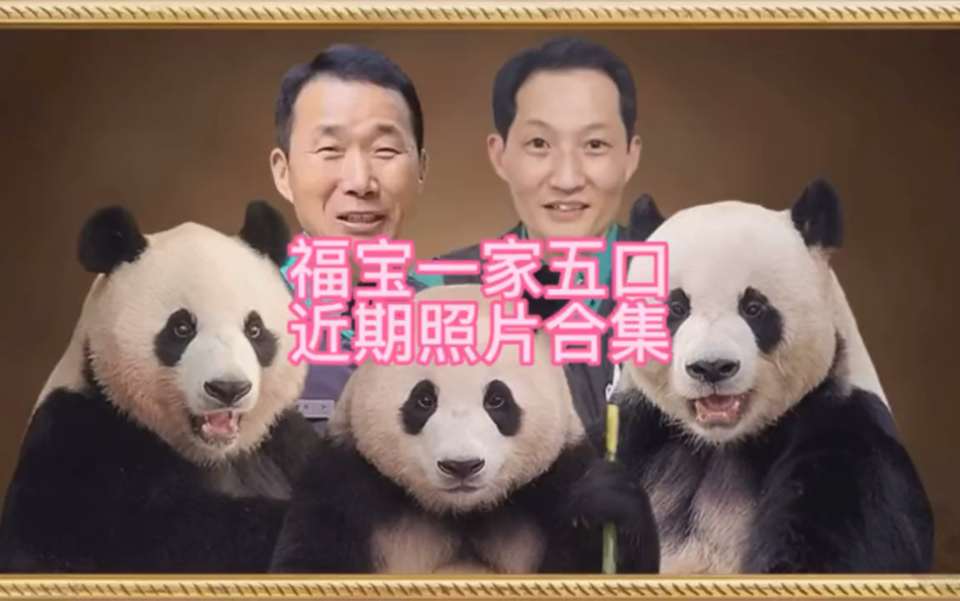 福宝一家五口近期照片