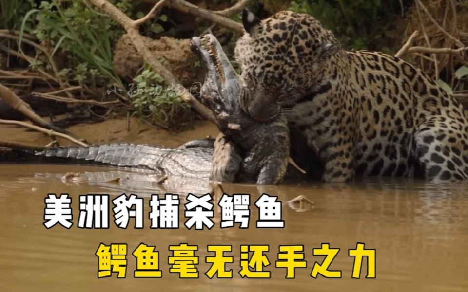 美洲豹捕杀鳄鱼,鳄鱼毫无还手之力,不愧是完美的掠食者!