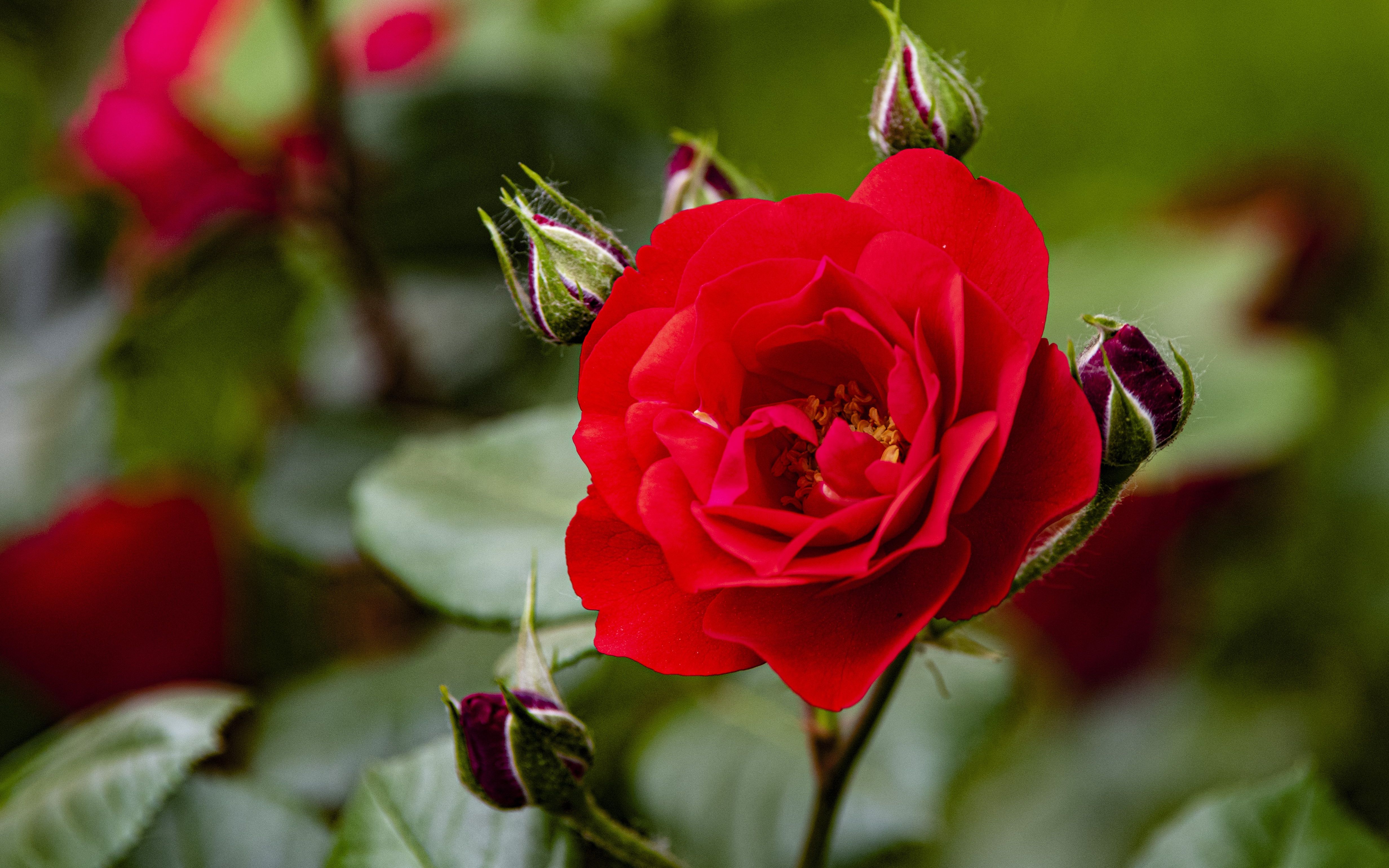 色彩艳丽的月季月月番红淡雅馨香