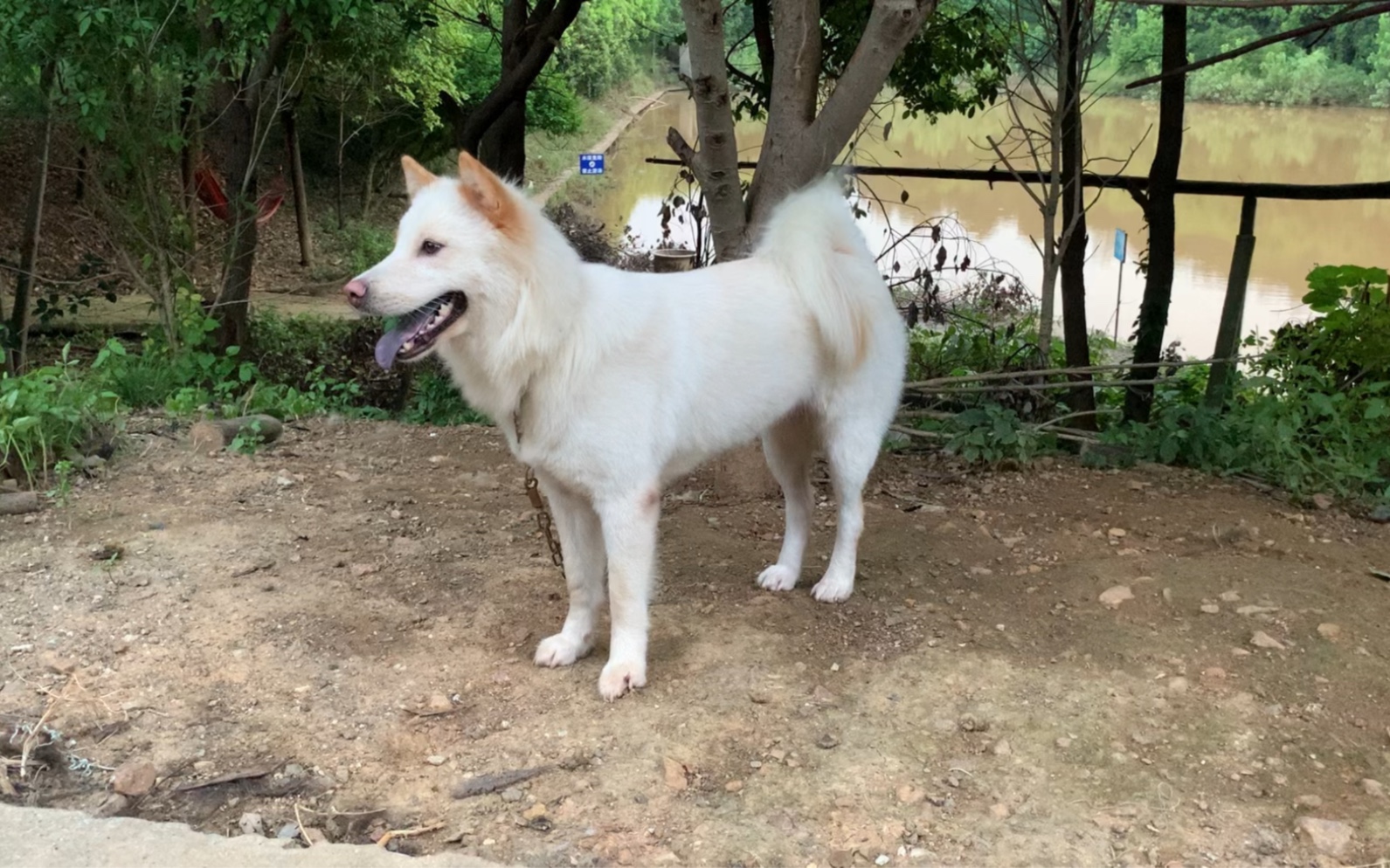 【随心家的田园种母】白色土松,花舌头,卷尾,目前战绩小野猪.