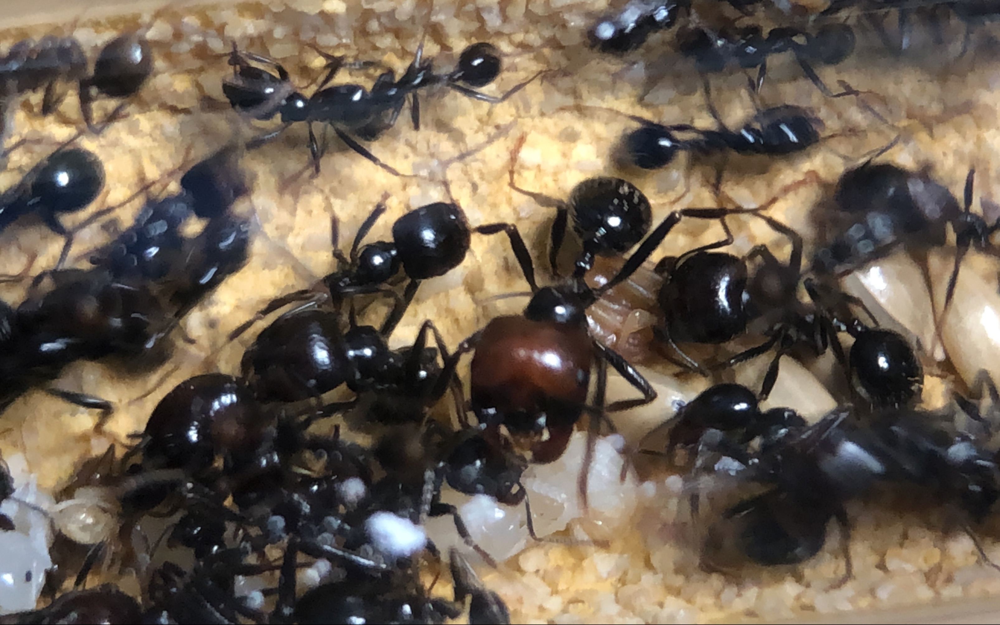 原生收获蚁:忙碌的育幼巢区