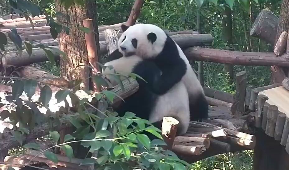 05.15 花宝叽抱着妹妹说:我有大熊熊,你没有哦