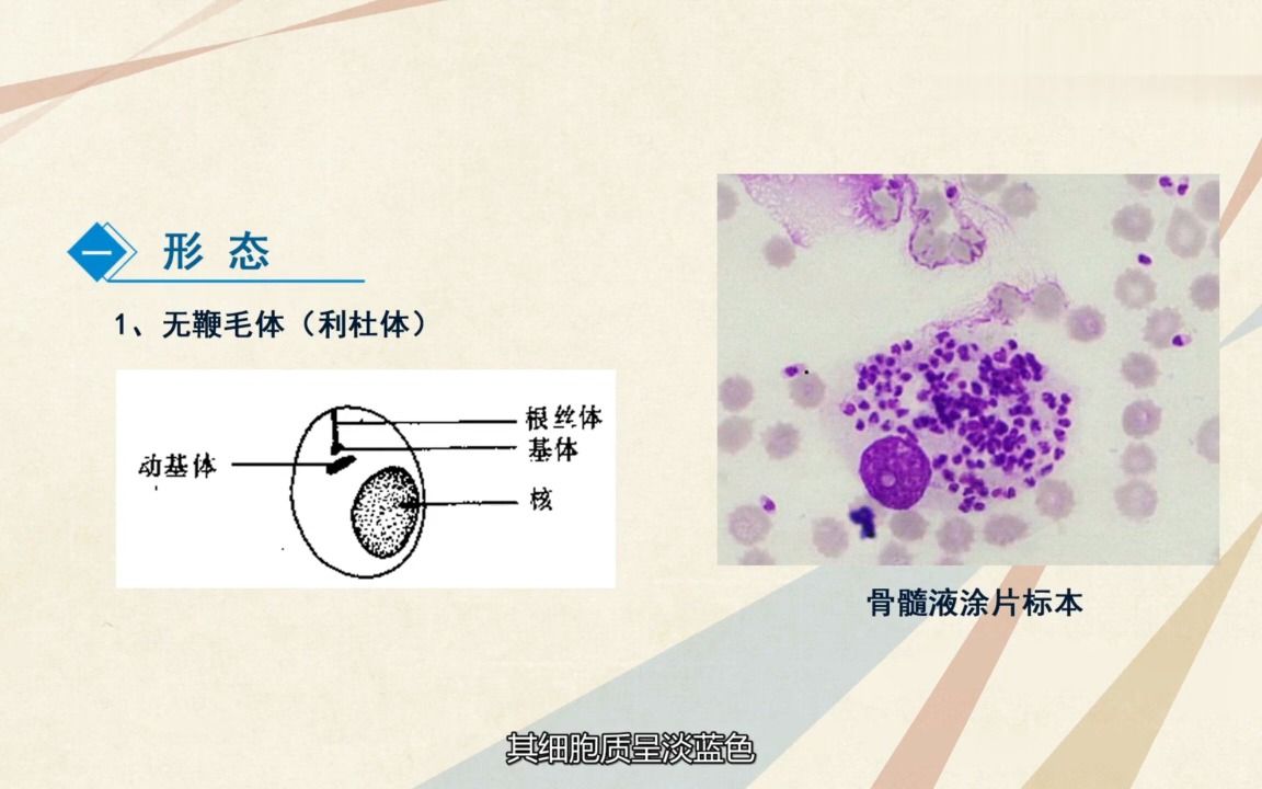 杜氏利什曼原虫生活史图片