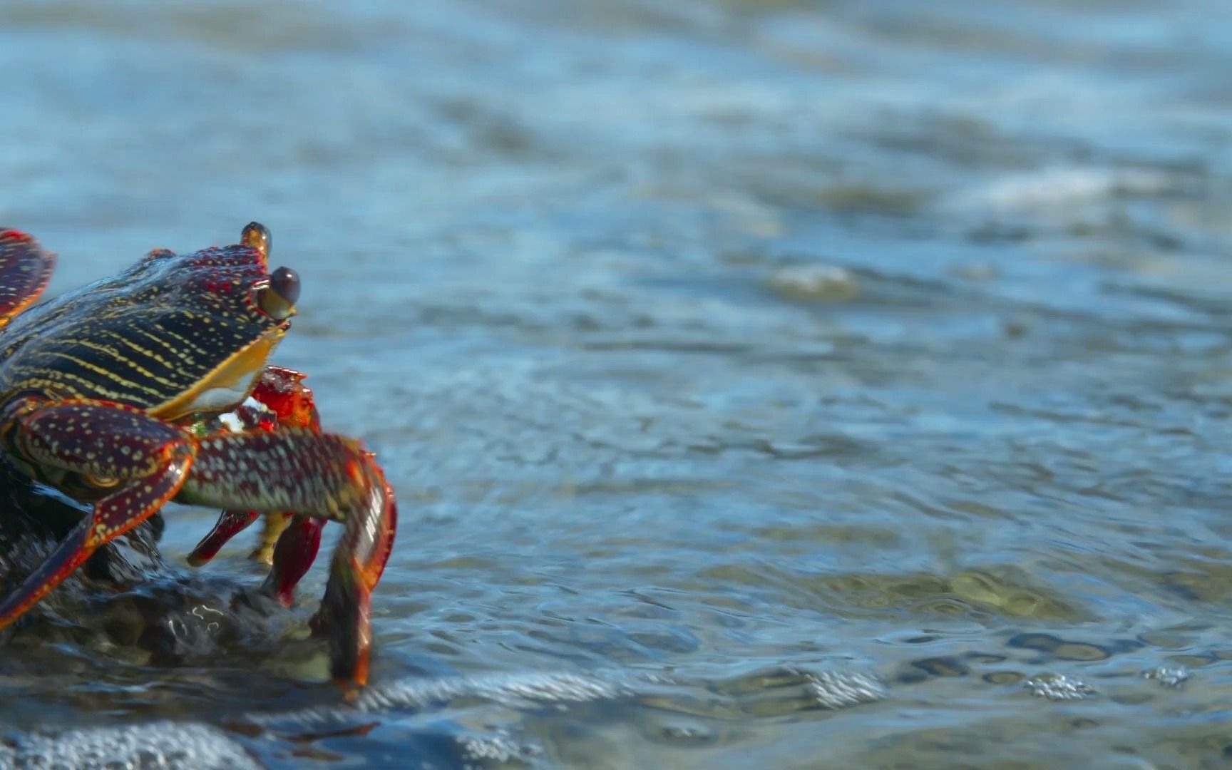 链蛇鳝你可以秀我无数次但只能失误一次