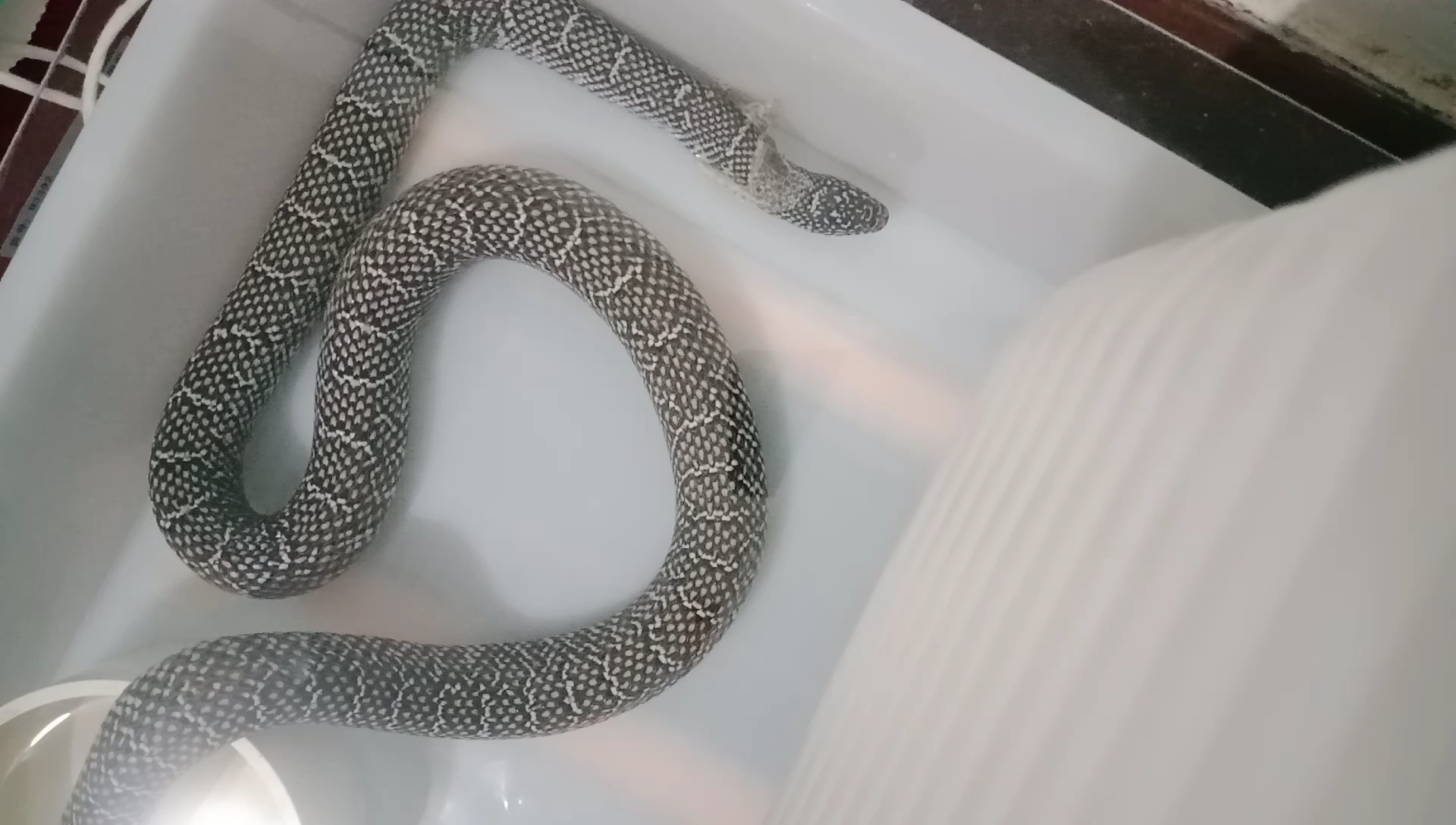 帮助宠物蛇蜕皮,布鲁克王蛇蜕皮