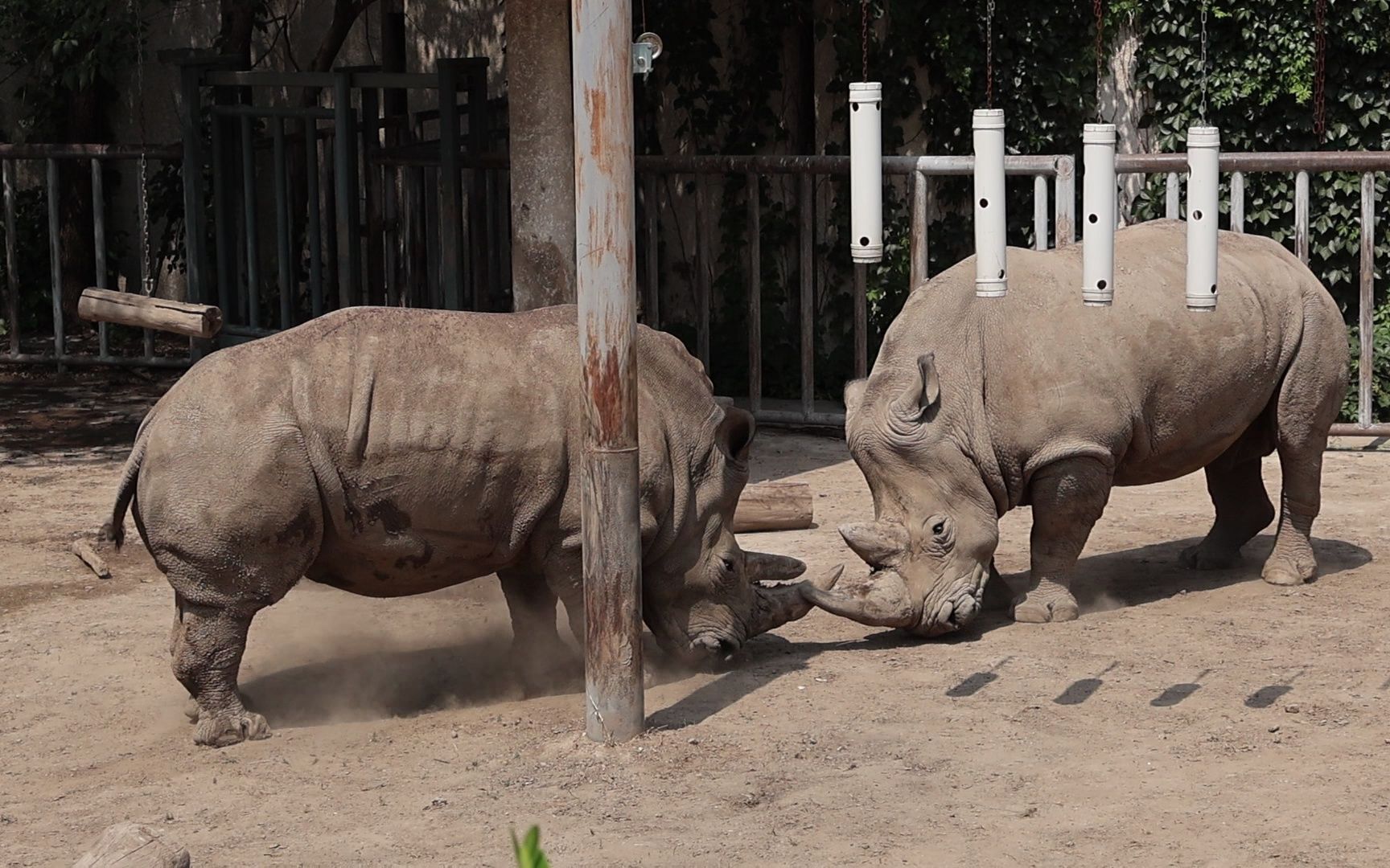 犀牛打架,北京动物园犀牛馆