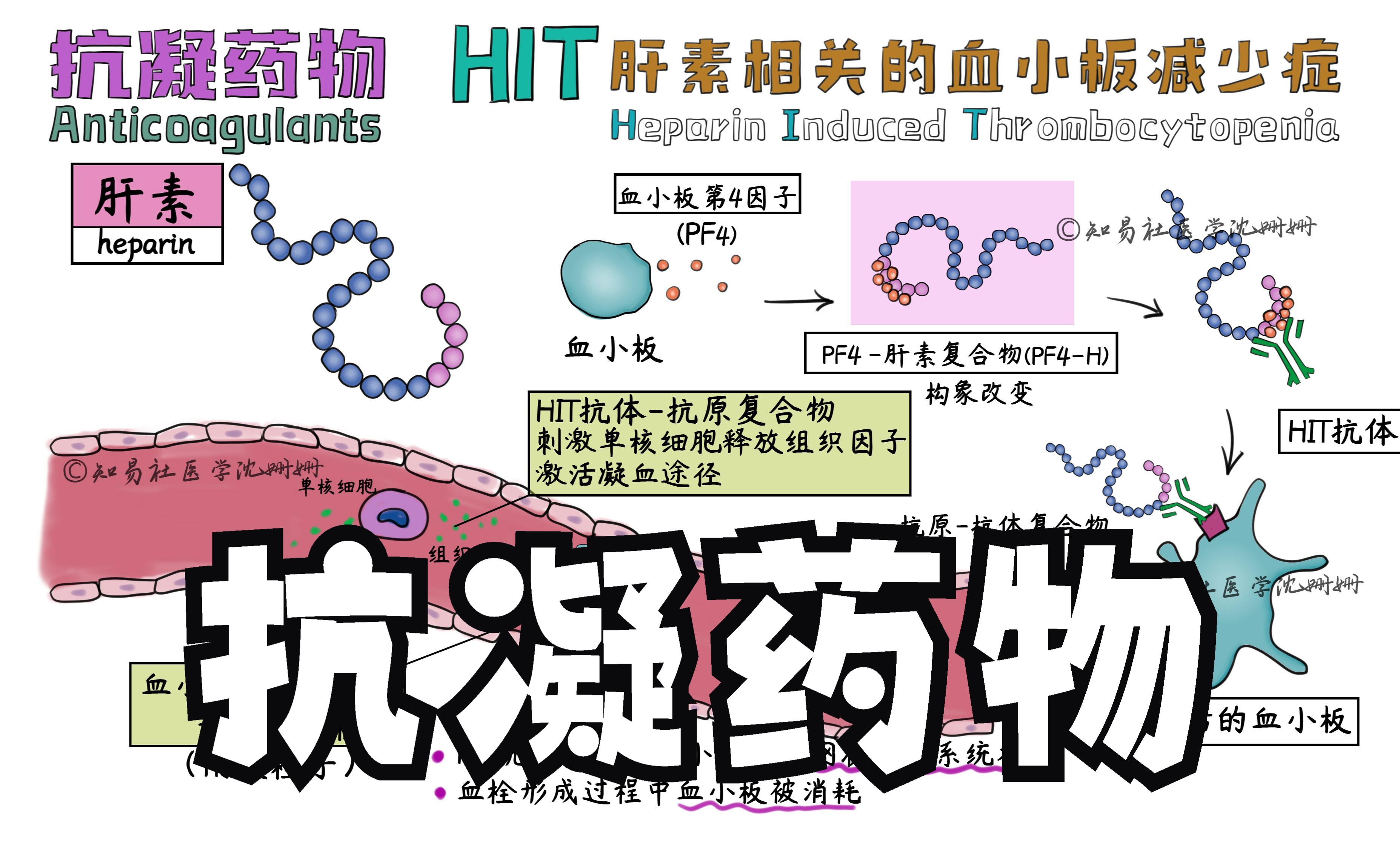 抗凝药物(一)| 肝素 低分子肝素 华法林 达比加群 利伐沙班 阿哌沙班 伊度沙班哔哩哔哩bilibili