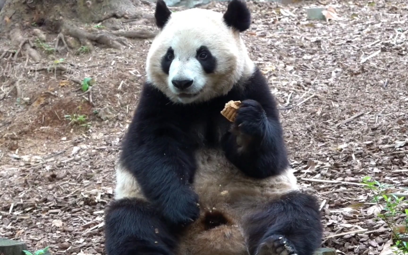 【大熊猫妮娜】