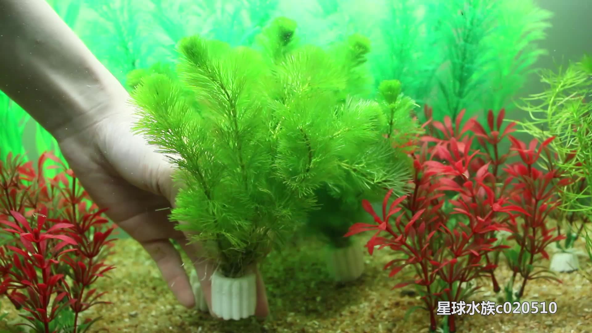 9.9元買到的水草 熱帶魚觀賞魚缸造景水族箱裝飾水生植物活體四季水藻