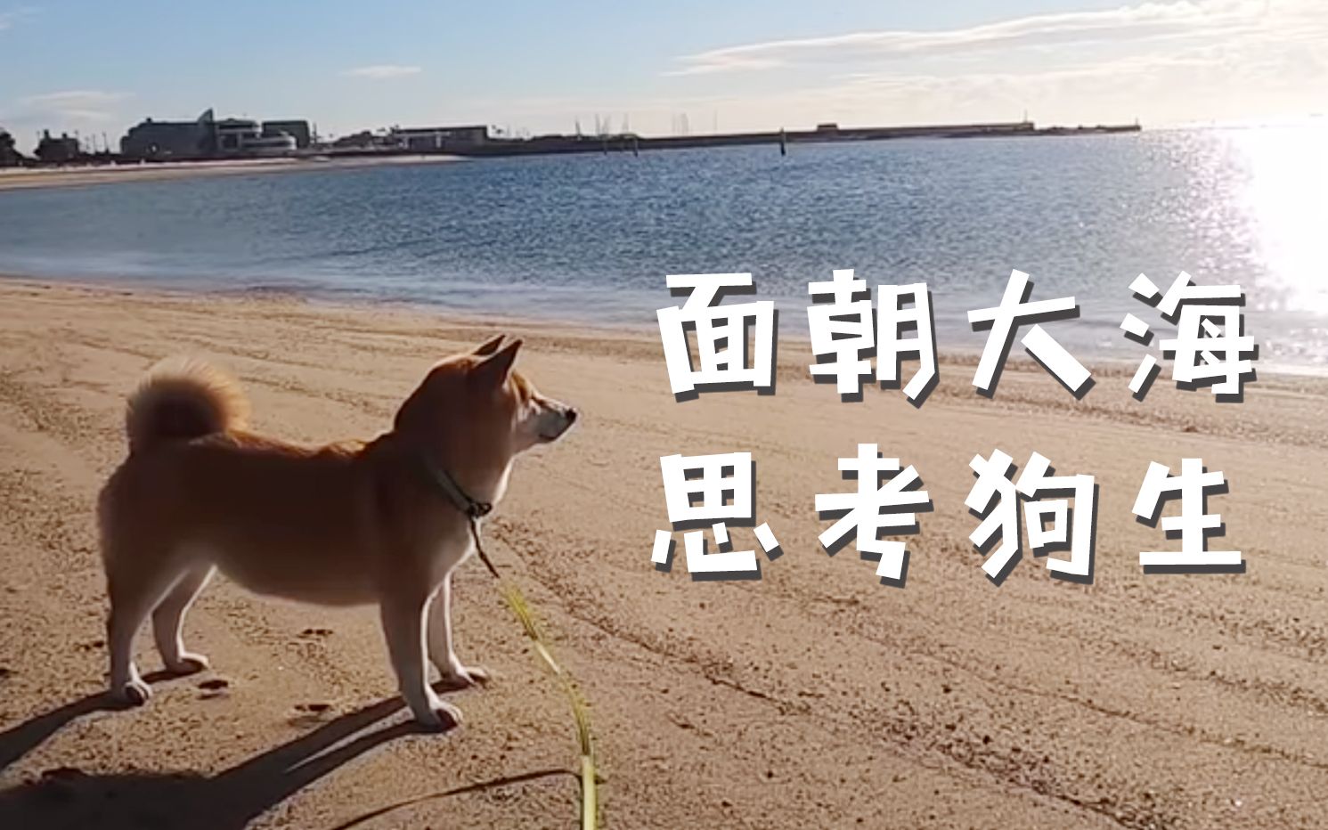 柴犬说梦话过于激动,爸爸决定带她去海边思考狗生【柴犬小春】201024哔哩哔哩bilibili