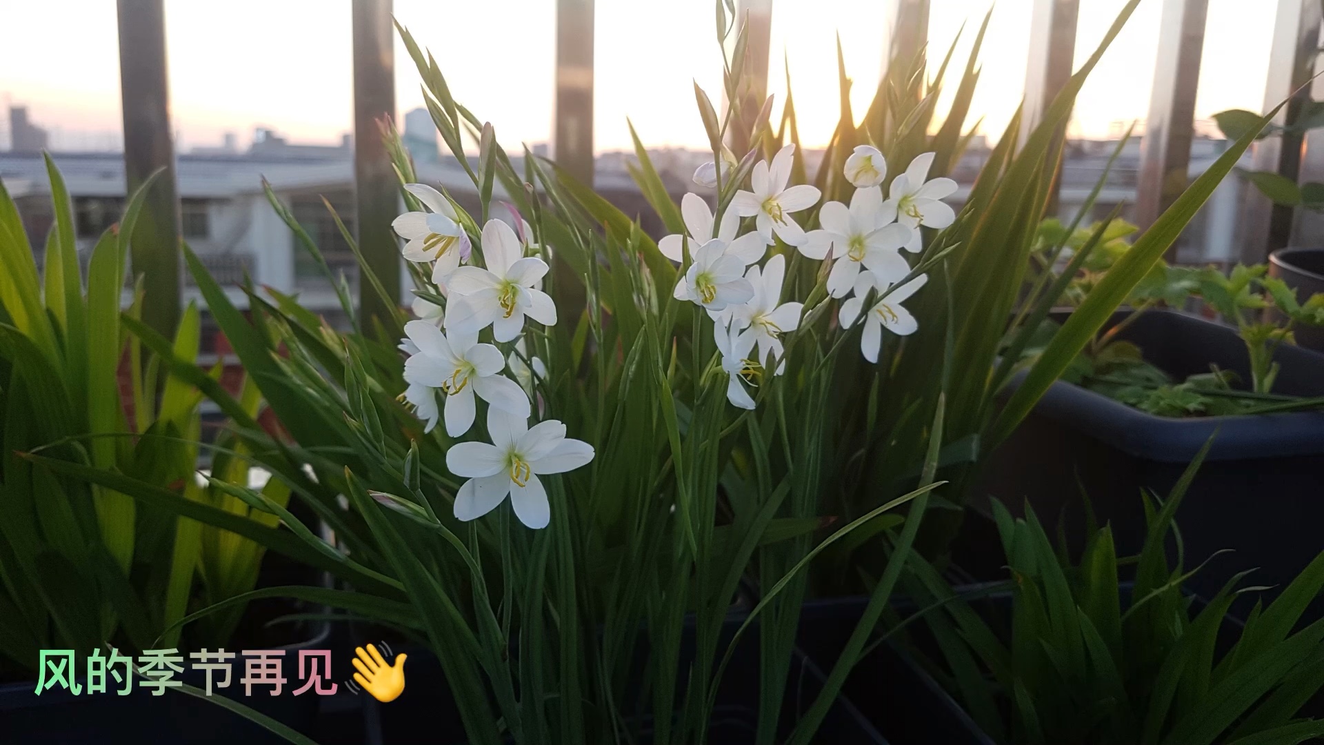 雷氏酒杯花,好纯洁的白[喜欢]