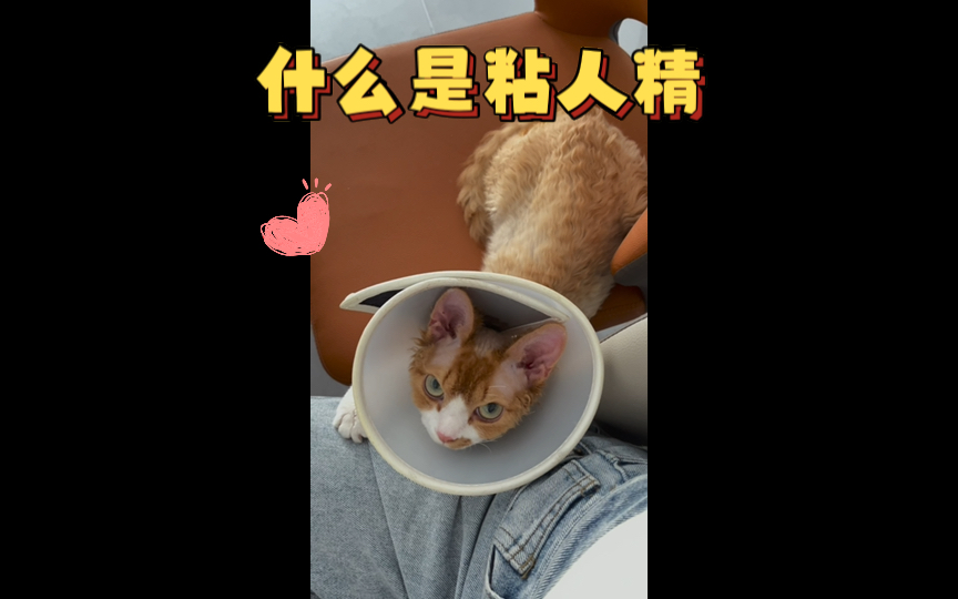 不跑酷的时候就是粘人精