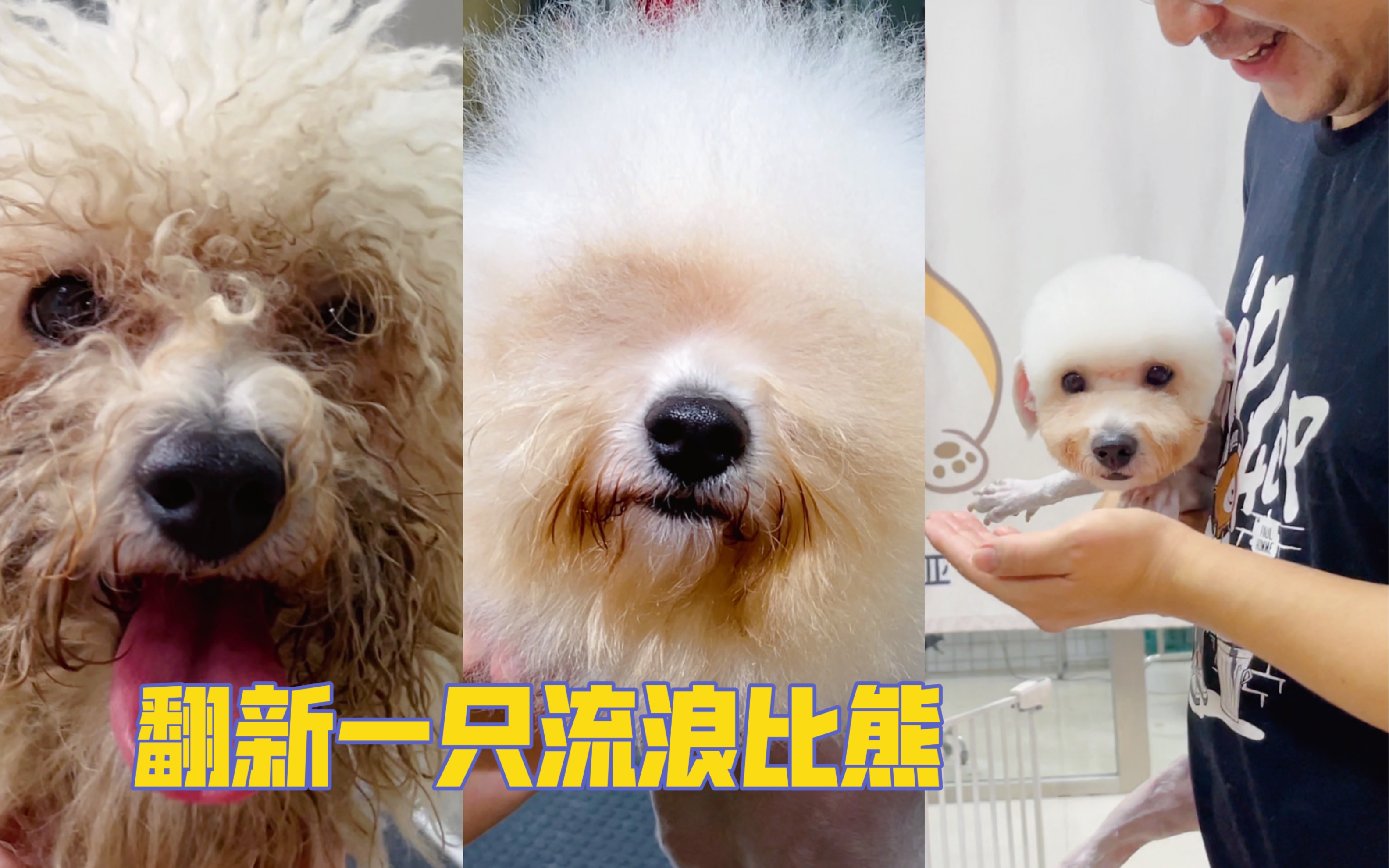 “比熊犬” 翻新一只被好心人收养的流浪比熊犬!哔哩哔哩bilibili