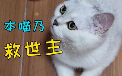 猫:家里要被水淹了,铲屎的朕来保护你们!快堵住!