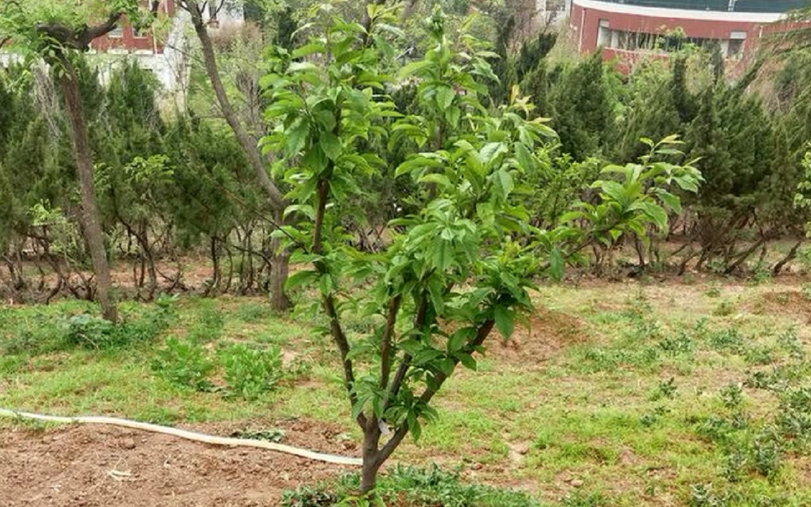 见证了一棵树苗的成长