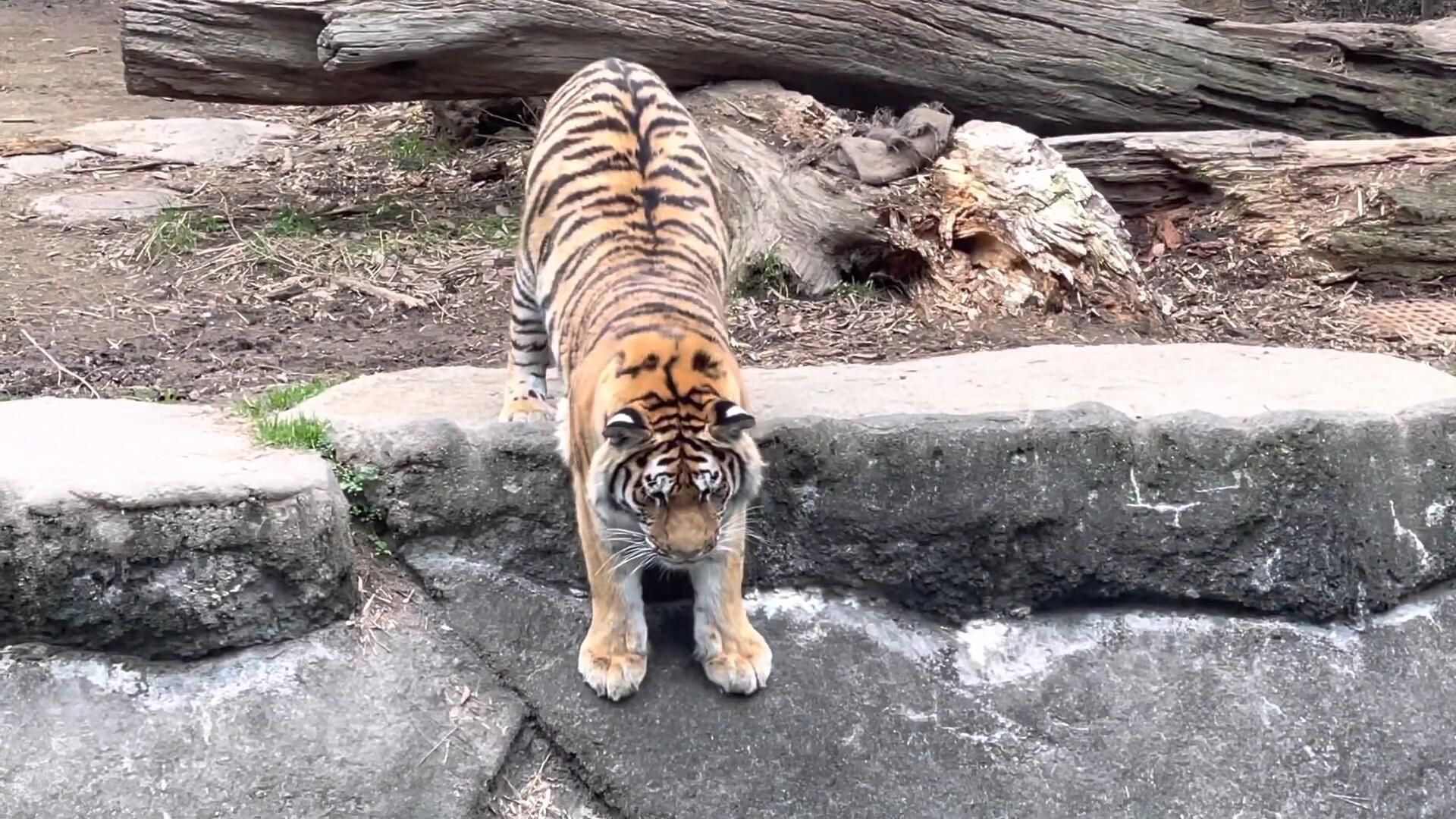 虎子很想下河游泳啊