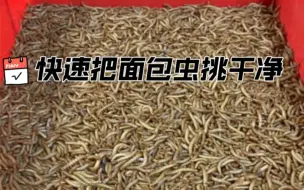 Tải video: 如何快速的把死掉的面包虫挑出来呢？（超低成本 省时操作✔️