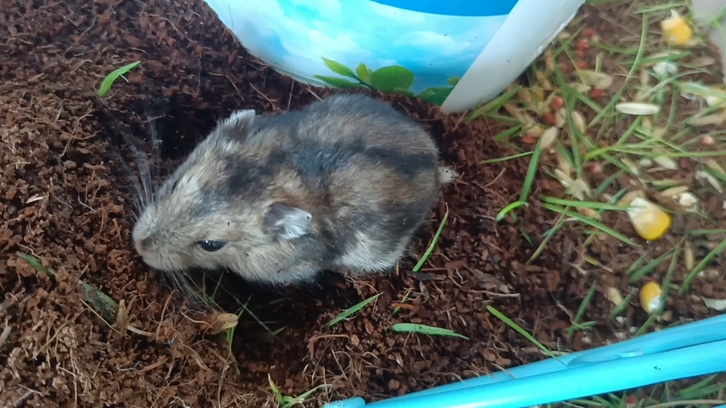 原生态土养仓鼠第七天了