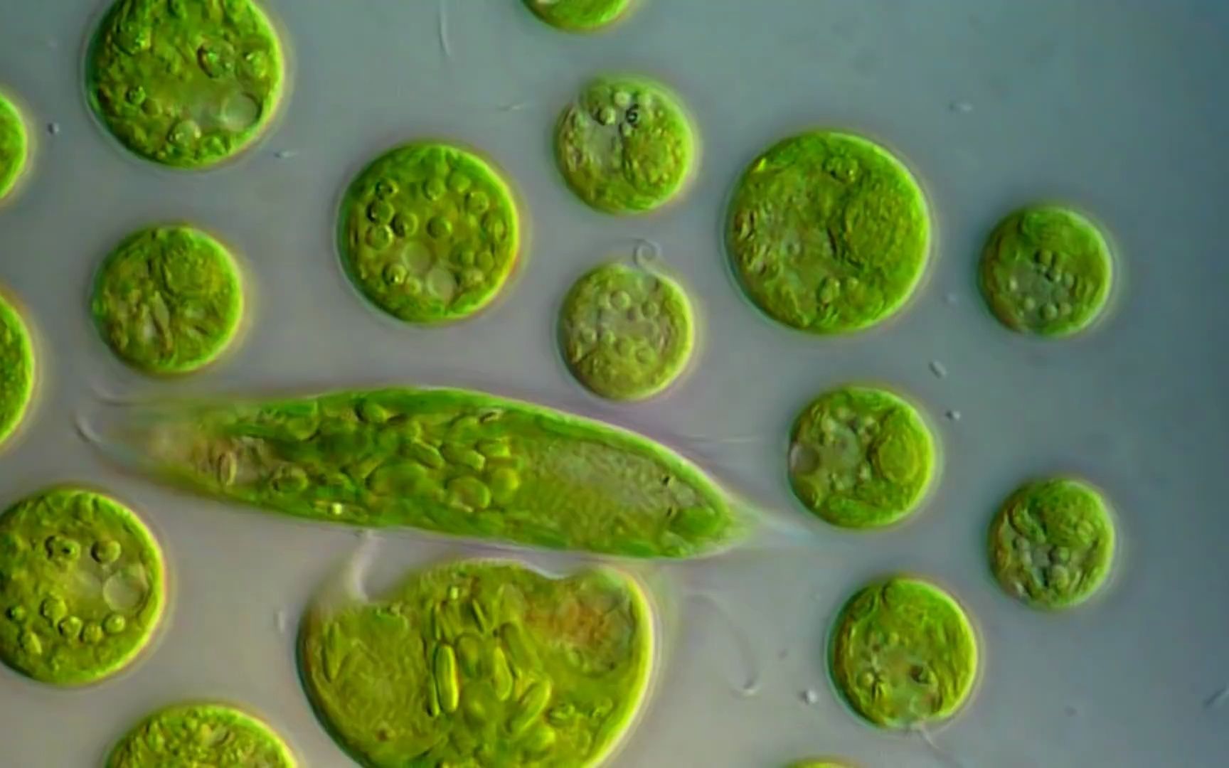 衣藻 与 眼虫藻 这些可以光合且会移动的藻类