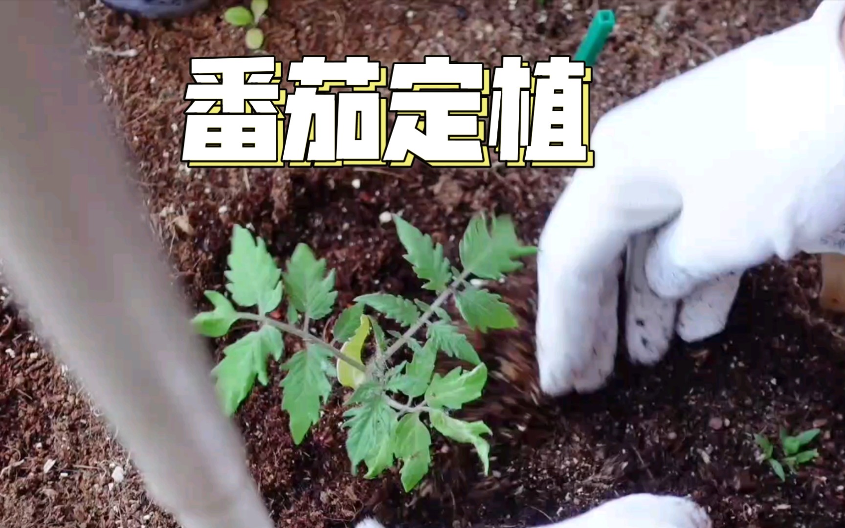 番茄种植管理小贴士:定植 浇水 伴侣植物 共生蔬菜哔哩哔哩bilibili