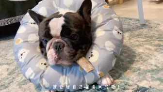 小猪要饭 哔哩哔哩 Bilibili