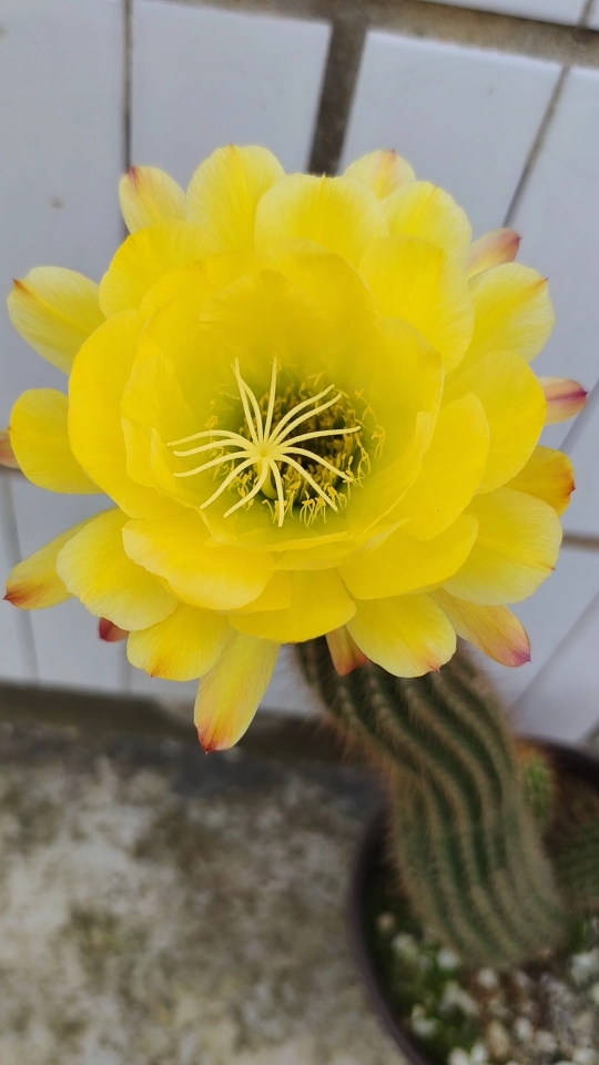 原创 毛花柱仙人球开花