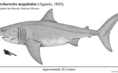 巨齿耳齿鲨,史上最庞大的掠食者,海洋生物最恐怖的终极暴力!哔哩哔哩bilibili