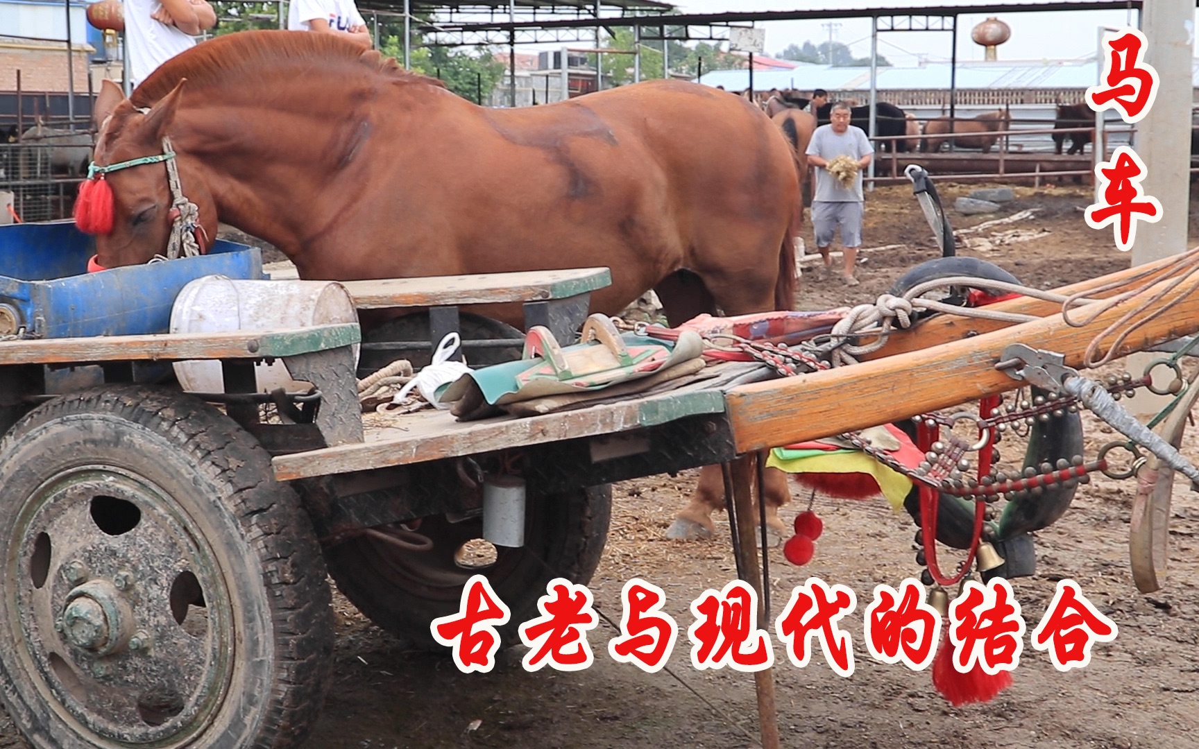 马拉大车到哪都是稀罕物,看马市上刚来了一挂马车,大家都来围观哔哩哔哩bilibili