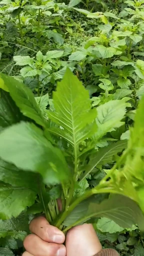 原来这种野菜就是利水,消肿的野茼蒿