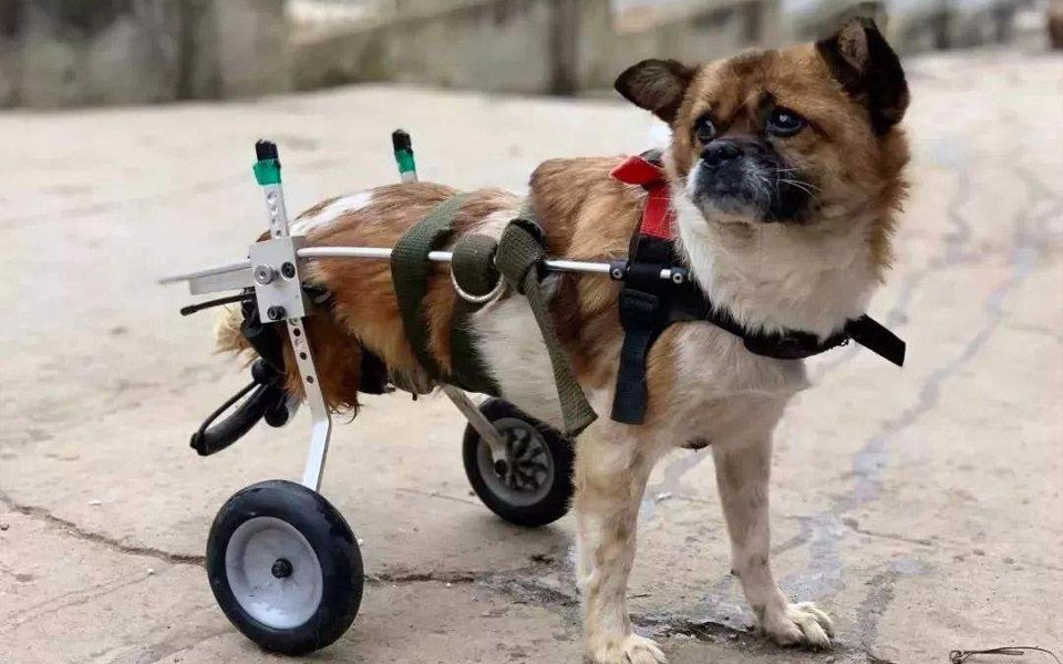 那些因为意外残疾的狗狗,虽然被截肢,但它们跟普通狗狗一样幸福