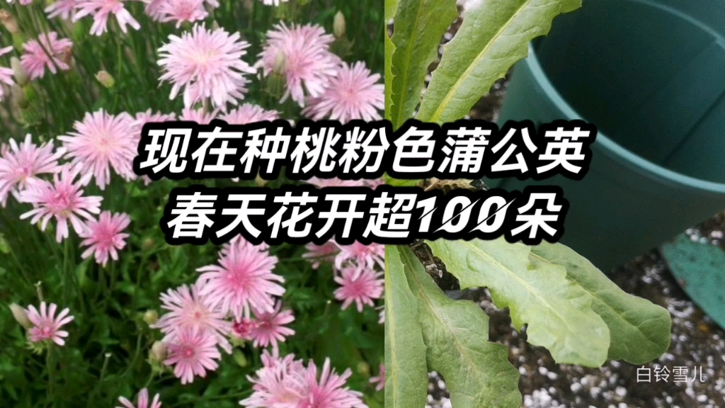 [图]比桃花还美的桃粉色蒲公英，现在种下一棵，春天花开超100朵