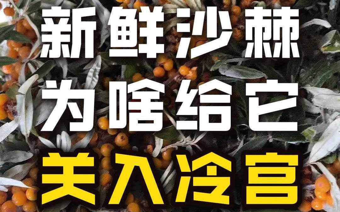 野生沙棘采摘中!刚采摘的沙棘为啥打入冷宫哔哩哔哩bilibili