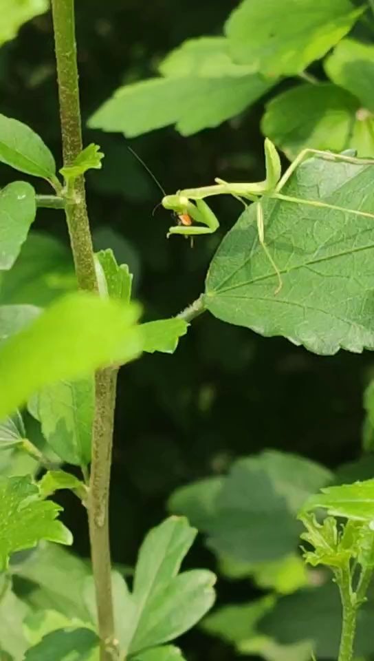 螳螂&七星瓢虫_哔哩哔哩_bilibili
