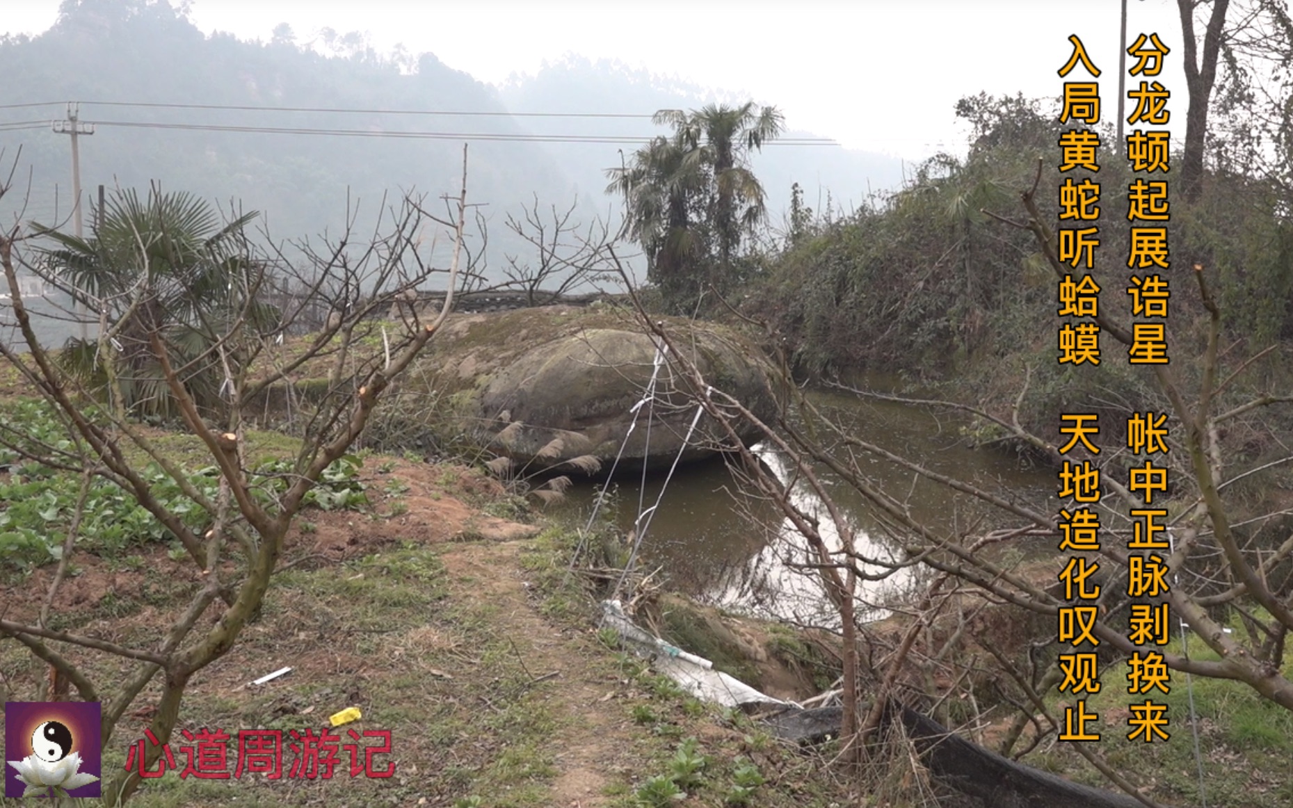 风水宝地:黄蛇听蛤,众蛇护主.