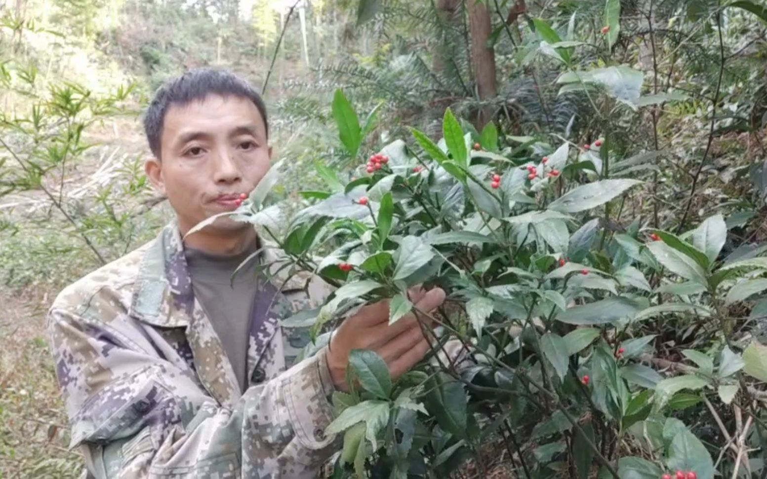 山里有一种植物叫草珊瑚,又叫接骨草,它全身都是宝,你认识吗哔哩哔哩bilibili