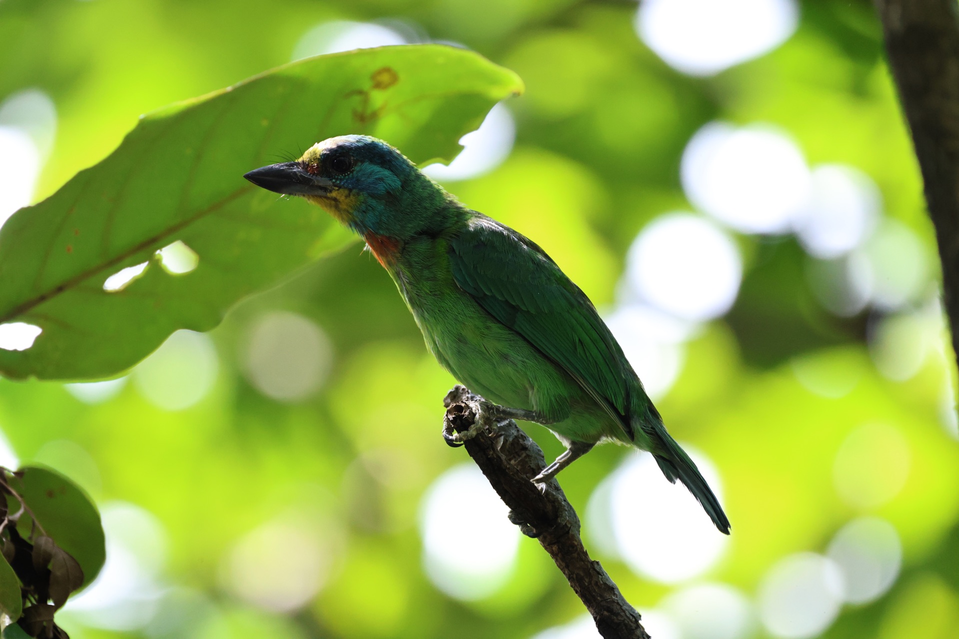 五色鸟(台湾拟啄木鸟)叫着叫着把自己的早餐叫了出来