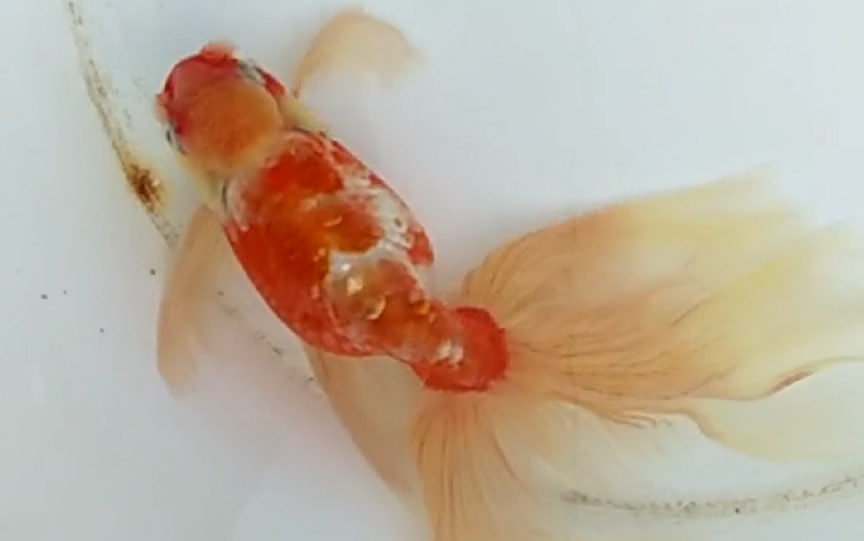 金鱼:软鳞红白高头丹凤球