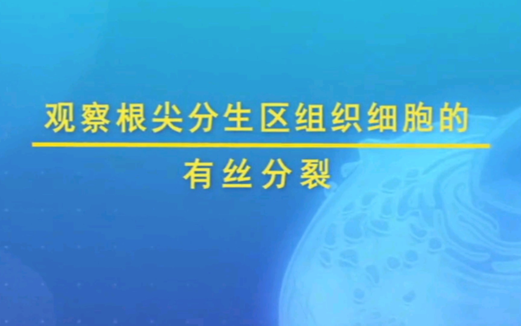 根尖分生区组织细胞有丝分裂实验观察哔哩哔哩bilibili