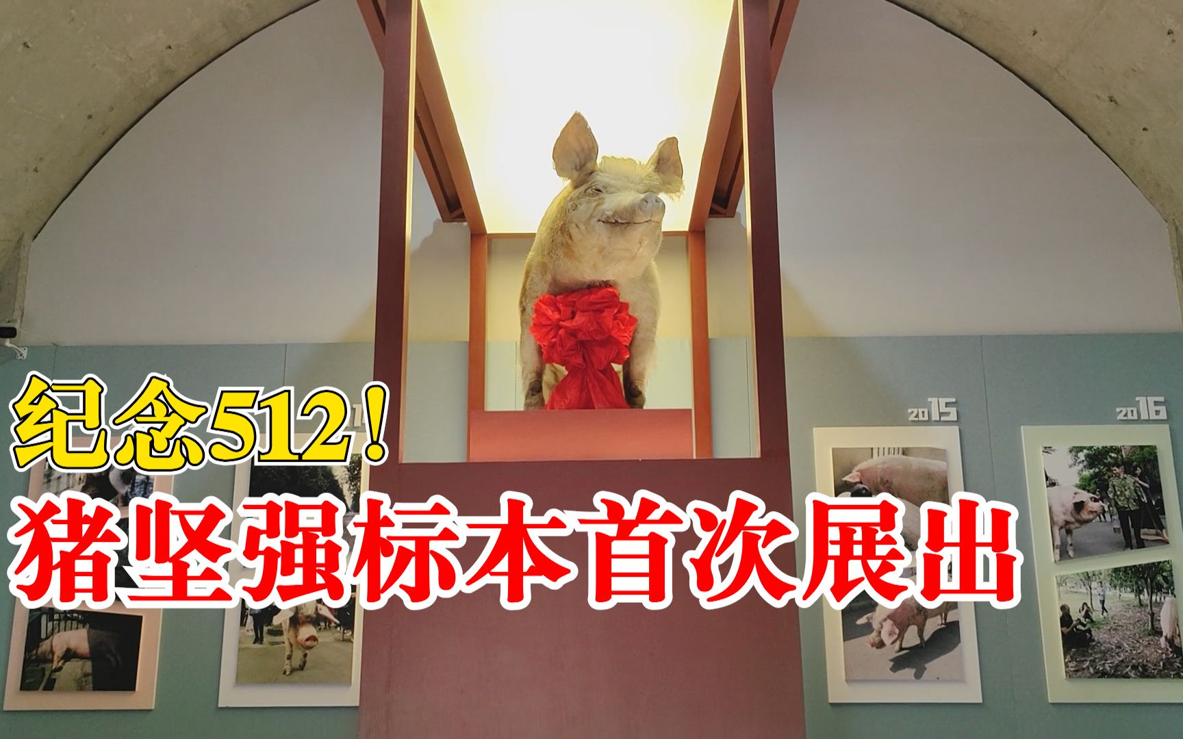 汶川地震14周年猪坚强标本在建川博物馆正式对外展出